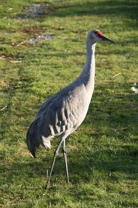 Sandhill Crane  National Wildlife Federation